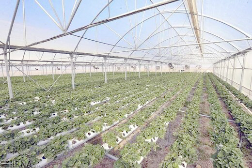 125 پروژه کشاورزی دهه فجر در کردستان افتتاح می‌شود