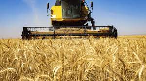 کشت قراردادی در 126 هزار هکتار از مزارع همدان برای تولید گندم و جو
