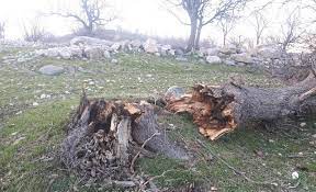 محکومیت 100 میلیون ریال برای قاطع درخت بلوط در شهرستان کامیاران