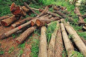 متخلفان قطع درختان در منطقه حفاظت‌شده عبدالرزاق سقز شناسایی شدند