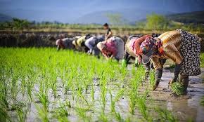 کشت دوم برنج بر میزان بهره‌وری کل عوامل تولید مؤثر است