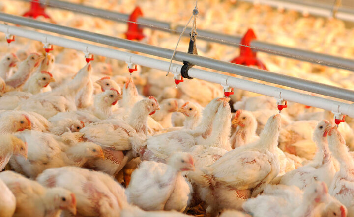 مرغ؛ از «تولید و تأمین بازار داخل» تا «ارزآوری و صادرات»