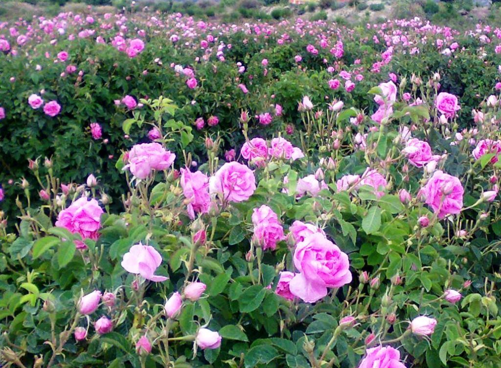 استان مرکزی رتبه پنجم کشور در تولید گل محمدی را دارد