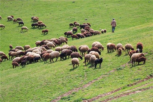 ورود هرگونه دام مازاد به مراتع کردستان ممنوع