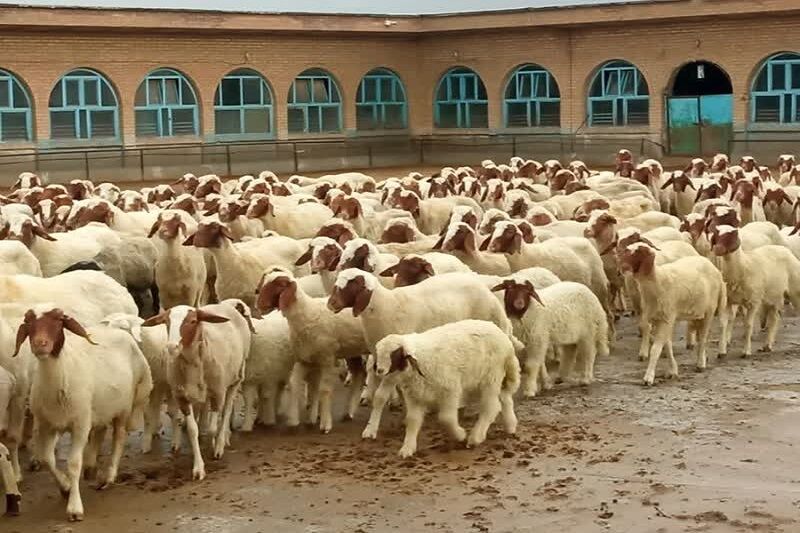 موفقیت محققان کرمانشاهی در افزایش ۶۰ درصدی دوقلوزایی در گوسفند نژاد سنجابی