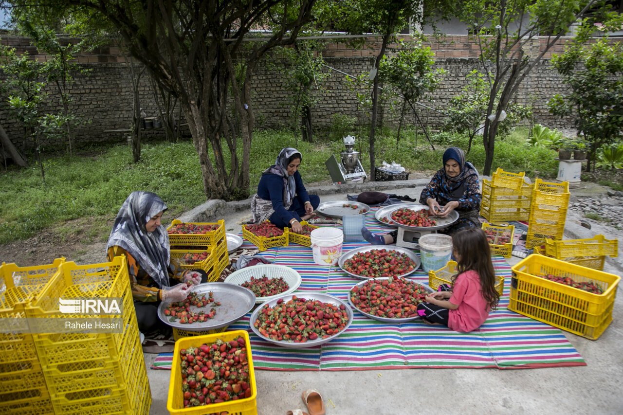 جشنواره‌های کشاورزی فرصتی برای معرفی توانمندی‌‌های کردستان است
