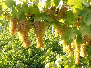 صنعت فرآوری انگور ملایر؛ مغلوب نبود چشم‌انداز و حمایت قوی