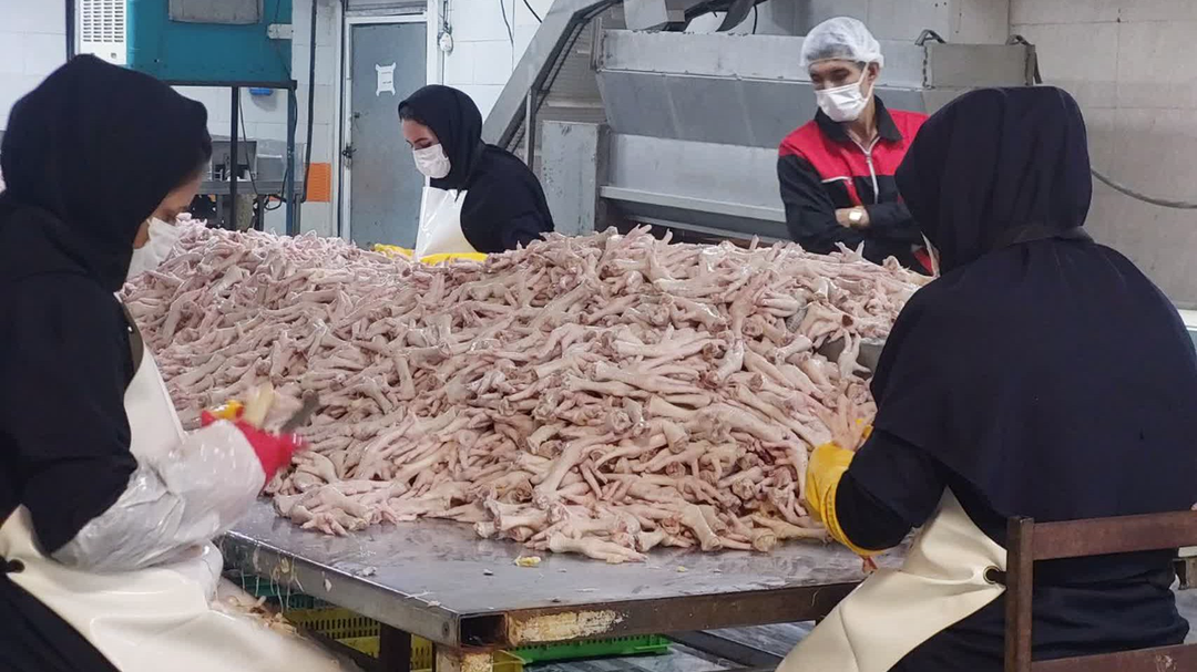 صنعتی‌ شدن کامل کشتارگاه‌های دام همدان