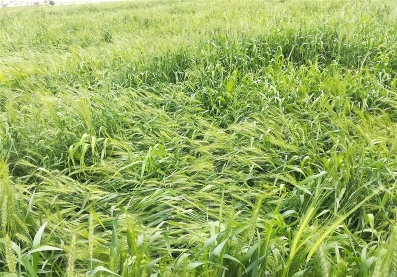 سوخت بهاره کشاورزان کردستان تأمین شد؛ شرط دریافت چیست؟