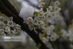 سرمازدگی؛ تهدید خاموش امنیت غذایی