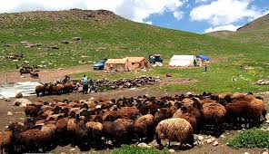 عشایر همدان؛ از تولید 30 درصد گوشت استان تا چالش نهاده‌ها و کمبود مرتع