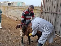 کاهش کشتار غیرمجاز دام و طیور در خوزستان