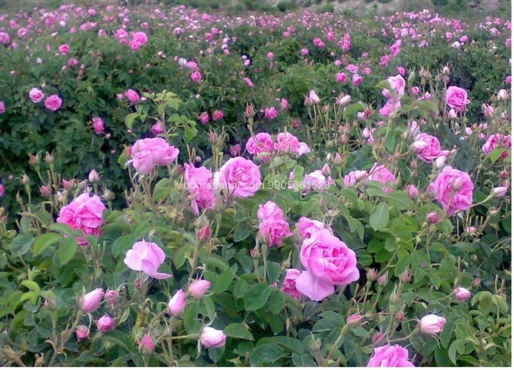 تولید سالیانه بیش از 1000 تُن گل‌محمدی در همدان