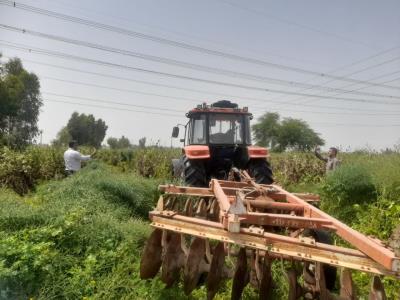 کشت غیرقانونی در دزفول با دستور قضائی معدوم شد