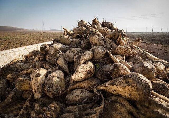 پیش‌بینی برداشت 900 هزار تن چغندرقند در شوش