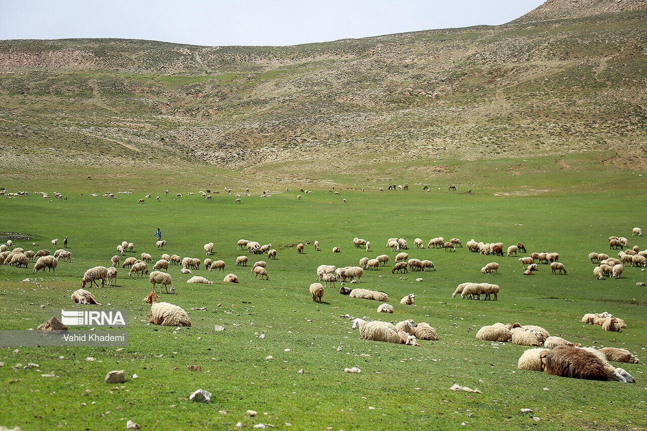 برآورد تولید ۹.۲ میلیون تن علوفه مرتعی