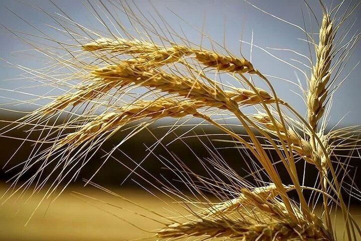 پیش‌بینی تولید 700 هزار تُن گندم در همدان