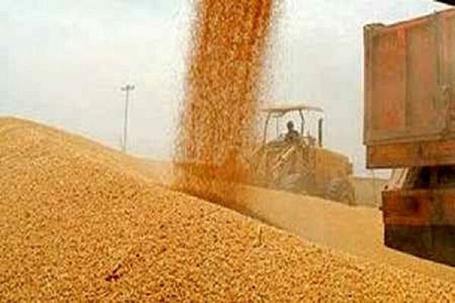 خرید تضمینی بیش از ۴۱۵ هزار تن گندم از کشاورزان خوزستانی