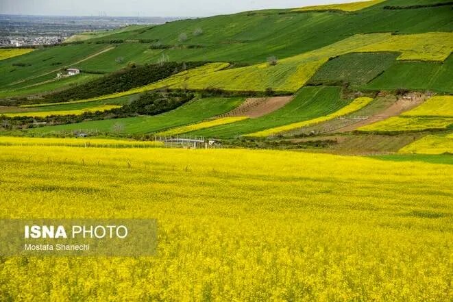 کلزا گامی مهم در توسعه امنیت غذایی 840 هکتار از اراضی کردستان زیر کشت کلزا