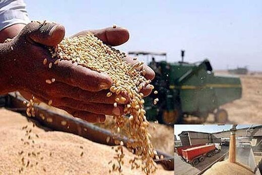 خرید ۱۰۰ هزار تن گندم از کشاورزان شوش