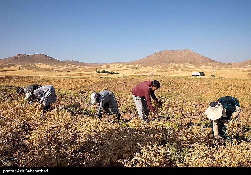 کردستان در مسیر تغییر الگوی کشت