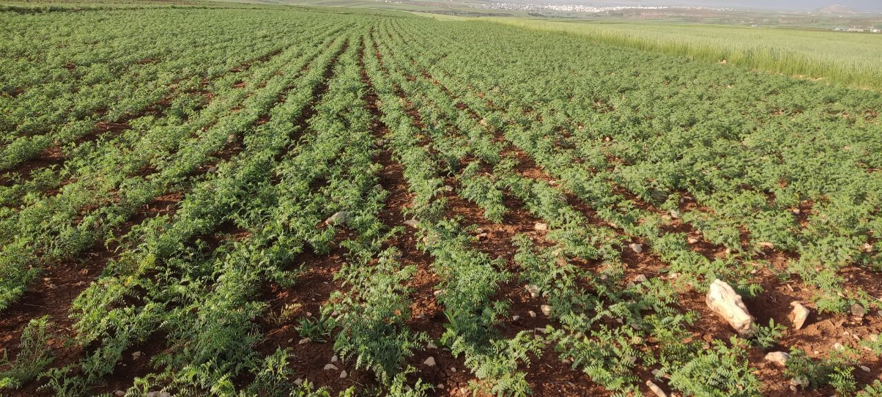 کشت مکانیزه نخود استان کرمانشاه به ۶۹ هزار هکتار رسید