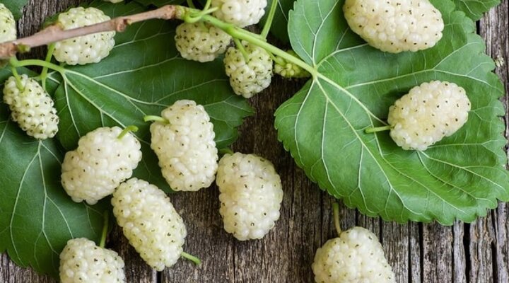 پیش‌بینی برداشت 175 تُن توت در تویسرکان