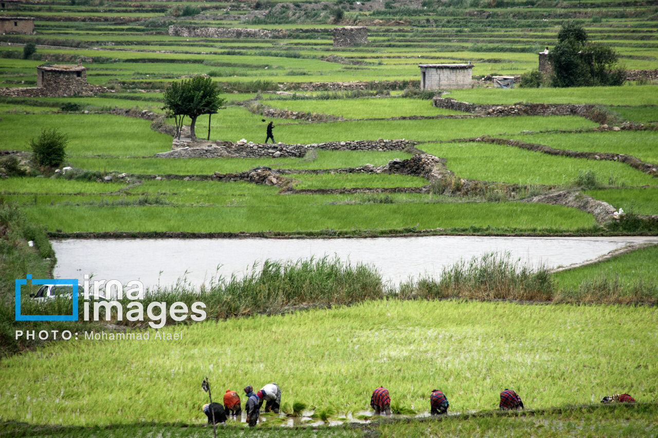 کشت‌ برنج یک تهدید جدی برای توسعه پایدار شرق کرمانشاه است