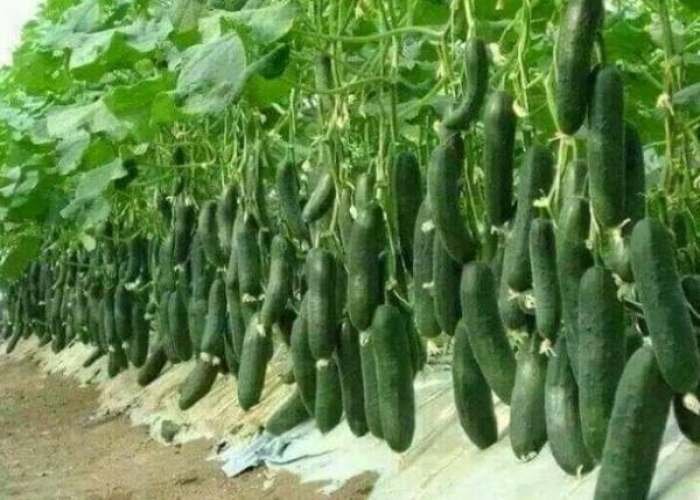 توسعه کشت نشایی در دهگلان؛ گامی مؤثر برای صرفه‌جویی در مصرف آب و افزایش تولید