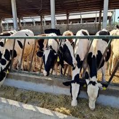 لزوم در نظر گرفتن خط اعتباری ویژه برای دامپروری نهاوند