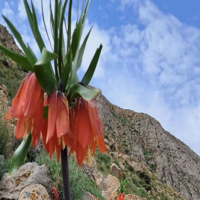 حفاظت از جنگل‌های کرمانشاه با استفاده از سامانه‌های هشدار