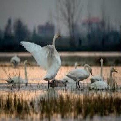 ایلام آشیانه امن پرندگان مهاجر