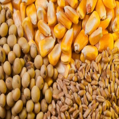 توزیع 71 هزار تن نهاده دامی در کردستان