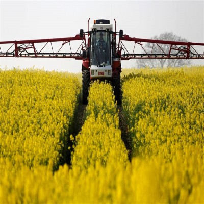 خرید تضمینی کلزا از کشاورزان کرمانشاه آغاز شد