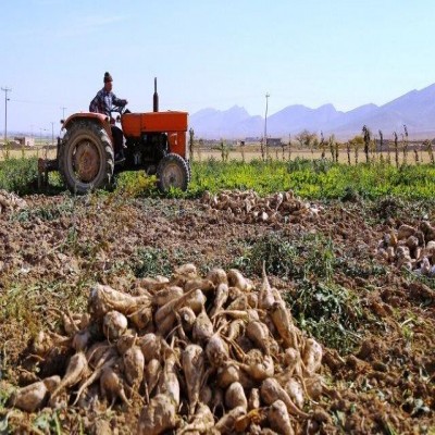 کشت چغندر قند در سطح 60 هکتار از اراضی دهلران آغاز شد