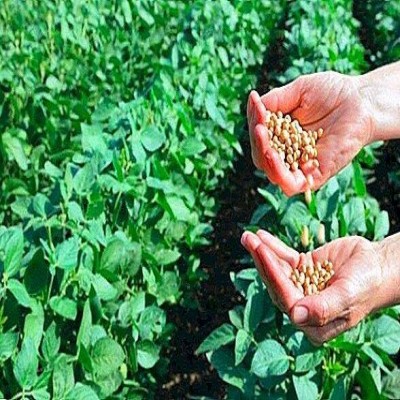 طرح کشت قراردادی سویا در ایلام، کرمانشاه و خوزستان کلید خورد