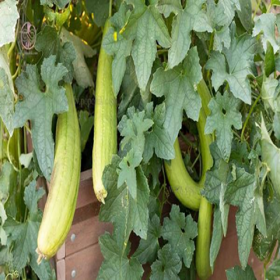 کشت گیاه لوفا برای نخستین‌بار در دره‌شهر