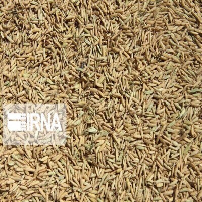 بیش از 49 هزار تن نهاده بین مرغداران در کردستان توزیع شد