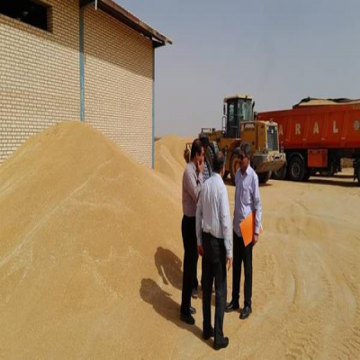 خرید 38 هزار تن گندم مازاد در مناطق گرمسیری کرمانشاه