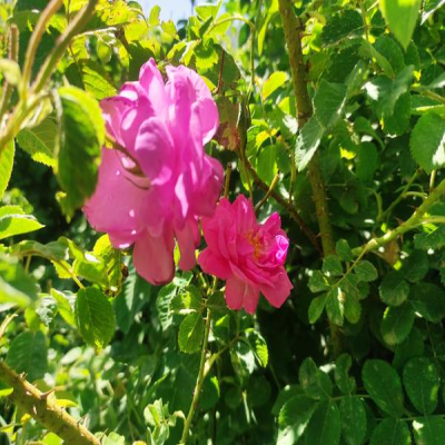 500 هکتار از اراضی کردستان به کشت گل محمدی اختصاص یافت