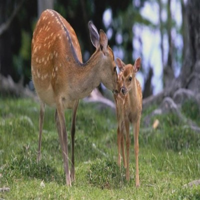 احیای سند زیست‌محیطی استان مرکزی با جدیت دنبال می‌شود