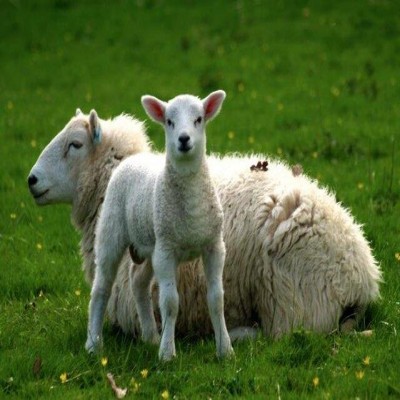 رکوردشکنی در اصلاح نژاد و بهره‌وری گوسفندان عشایر همدان