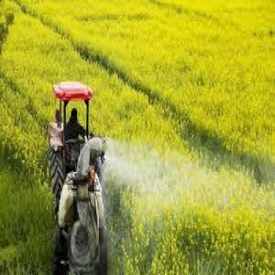 کاهش تولید کلزا در کردستان به‌دلیل تنش‌های اقلیمی