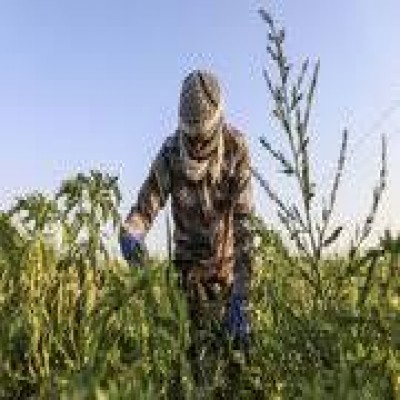 برداشت صیفی‌جات در سطح 350 هکتار از اراضی چرداول آغاز شد