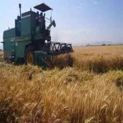 ارزش خرید گندم از کشاورزان کردستانی 180 هزار میلیارد ریال است