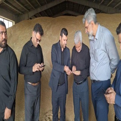 فعالیت 10 مرکز خرید تضمینی گندم در کبودراهنگ