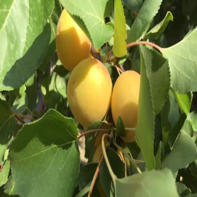 آغاز برداشت زردآلو از باغ‌های سیوان ایلام