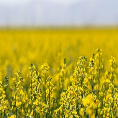 برداشت 6 هزار تُن کلزا از مزارع همدان