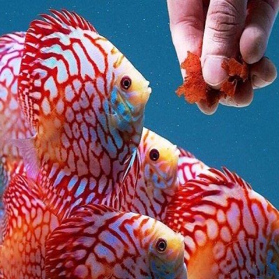 تولید سالیانه 5 میلیون قطعه ماهی زینتی در همدان