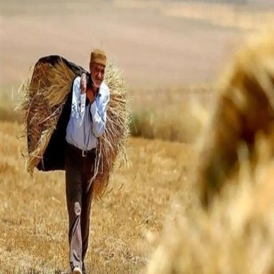 پرداخت مطالبات گندم‌کاران همدانی در دست پیگیری است